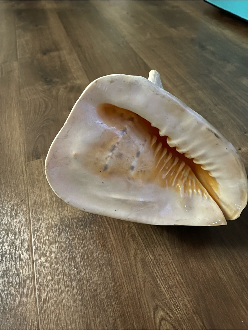 Large Decorative Sea Shell Accent - Soft Ivory & Peach Interior